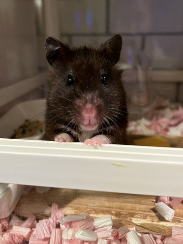 かわいいハムスター