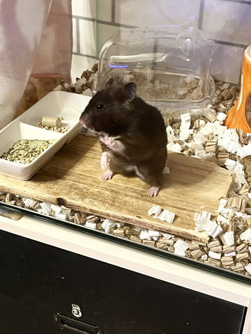 ケージに手をそえてるハムスター