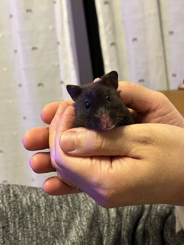 手のひらにハムスター