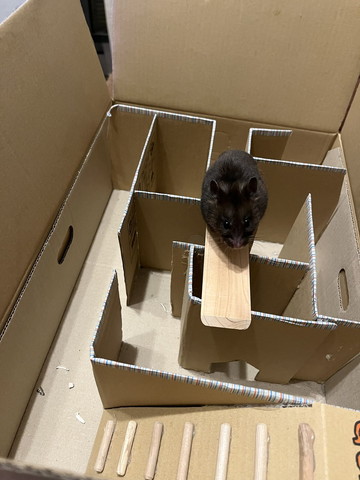 迷路の上にいるハムスター