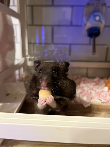 たまごボーロ食べてるハムスター