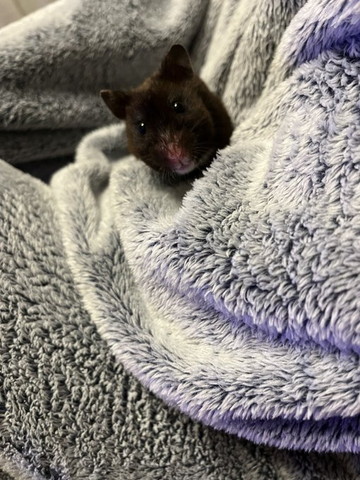 毛布にハムスター