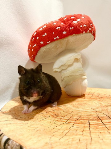 きのこのぬいぐるみとハムスター