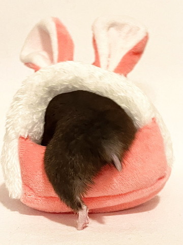 うさぎのベッドに入るハムスター