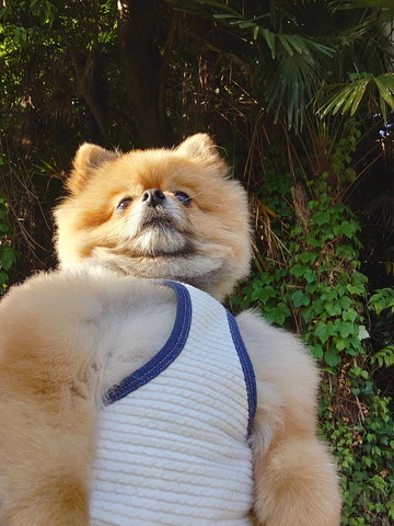 屈強なポメラニアン