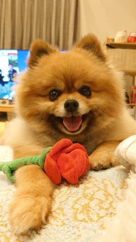 バラのおもちゃと笑顔のワンコ