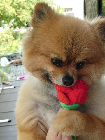 バラのおもちゃくわえてるワンコ