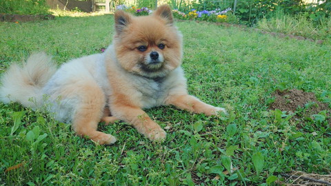 芝生でくつろいでるワンコ