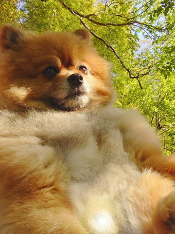 自然をバックに抱っこされてるワンコ