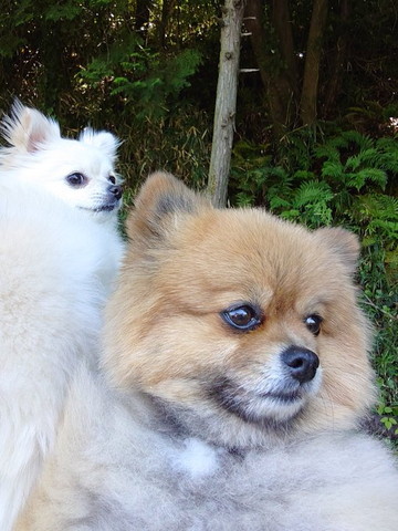白ワンコとポメ