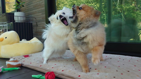 ワンプロする2匹