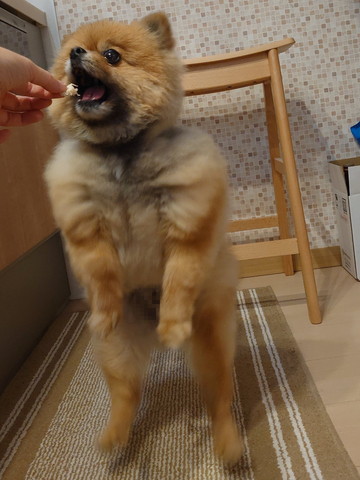 ジャンプしてるワンコ