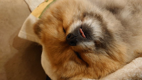 舌だして寝てるワンコ