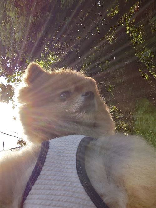 日差し浴びるワンコ