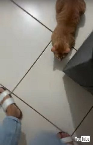 行かないでほしい猫