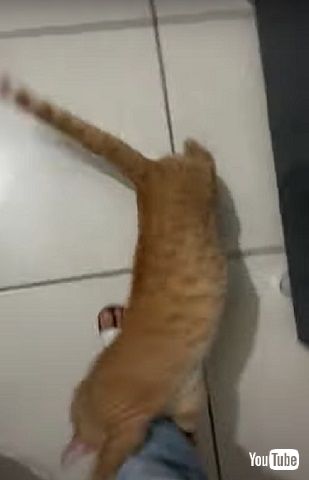 行かないでほしい猫