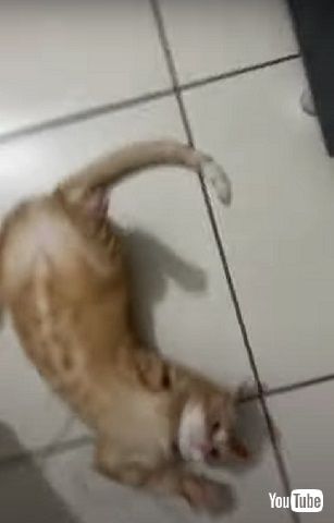 行かないでほしい猫