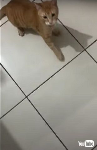 行かないでほしい猫