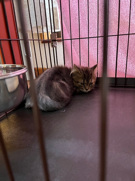 猫