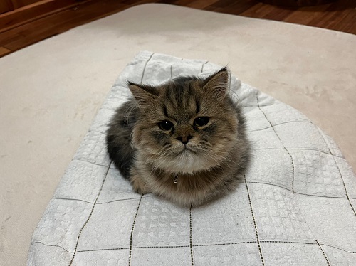 生後5カ月ほどのペルシャ猫