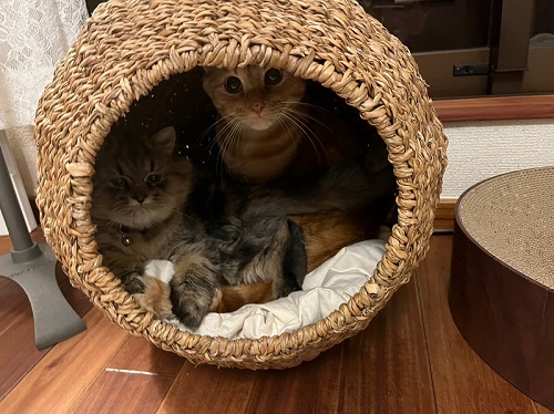 先住猫と保護猫