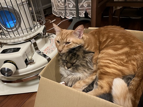 保護子猫に抱きつく先住猫