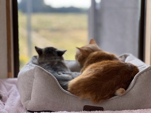 外を眺める猫たち