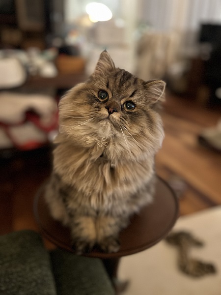 瞳キラキラの猫