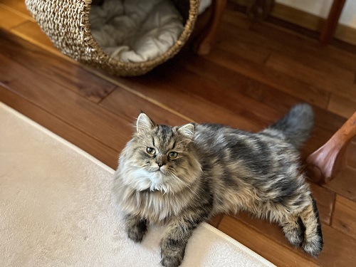 くつろぐペルシャ猫