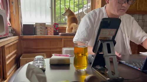 会議に映り込む柴犬