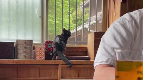 会議に乱入する猫