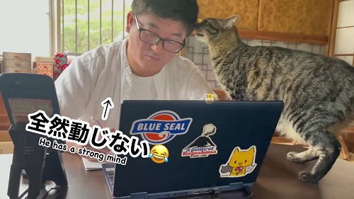 会議を邪魔する猫