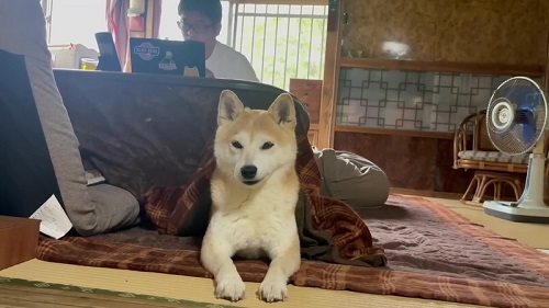 応援する柴犬