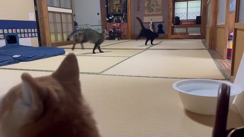 追いかけっこする猫たち