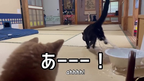 水をこぼす猫