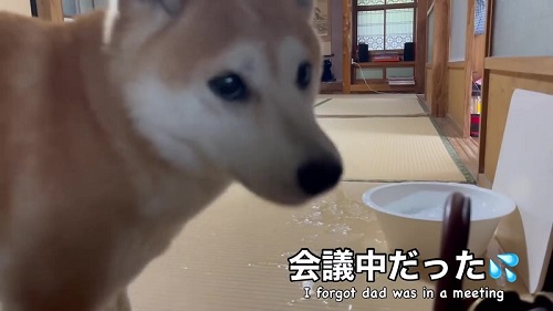 ママを見る柴犬