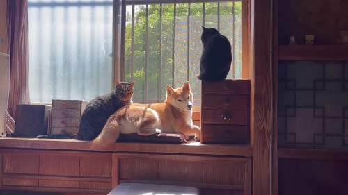 窓の外を見る犬猫