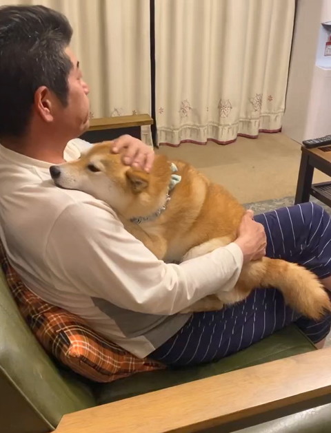 犬