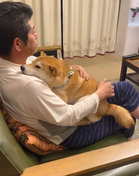 柴犬