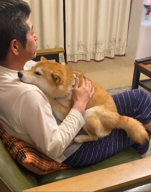 柴犬