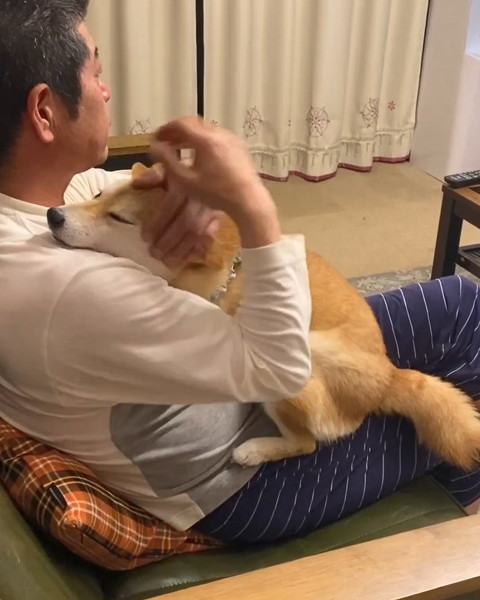 柴犬