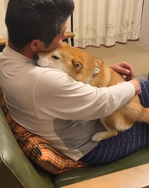 柴犬