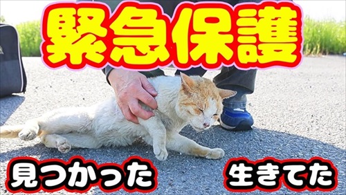 ガリガリの野良猫を緊急保護