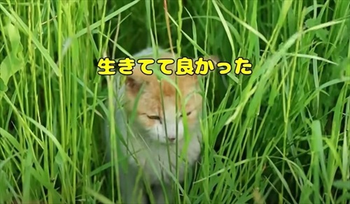 ガリガリの野良猫を緊急保護