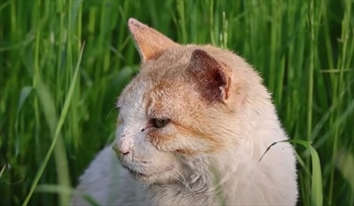 ガリガリの野良猫を緊急保護