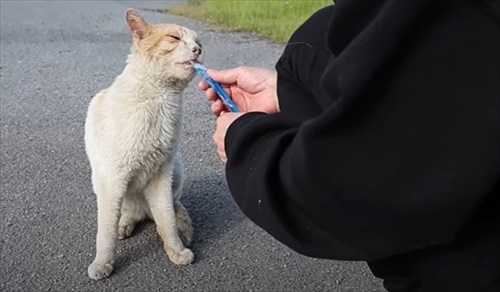 ガリガリの野良猫を緊急保護