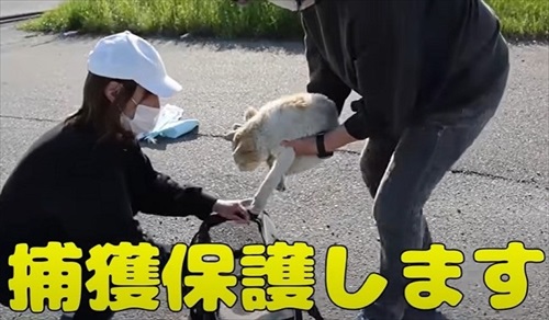 ガリガリの野良猫を緊急保護