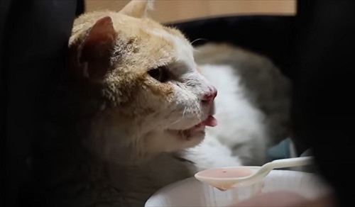 ガリガリの野良猫を緊急保護