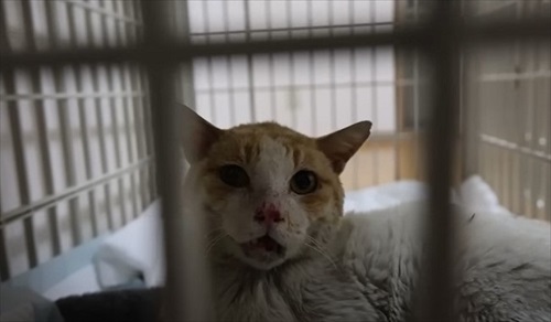 ガリガリの野良猫を緊急保護