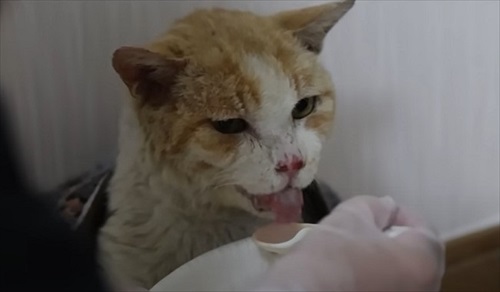 ガリガリの野良猫を緊急保護
